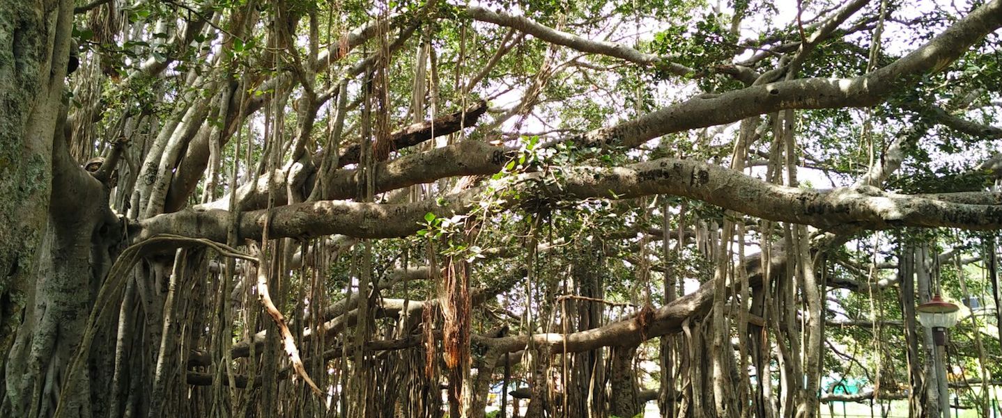 Big Banyan Tree, Bangalore Weekend