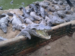 Crocodile Park Chennai, Chennai tourism