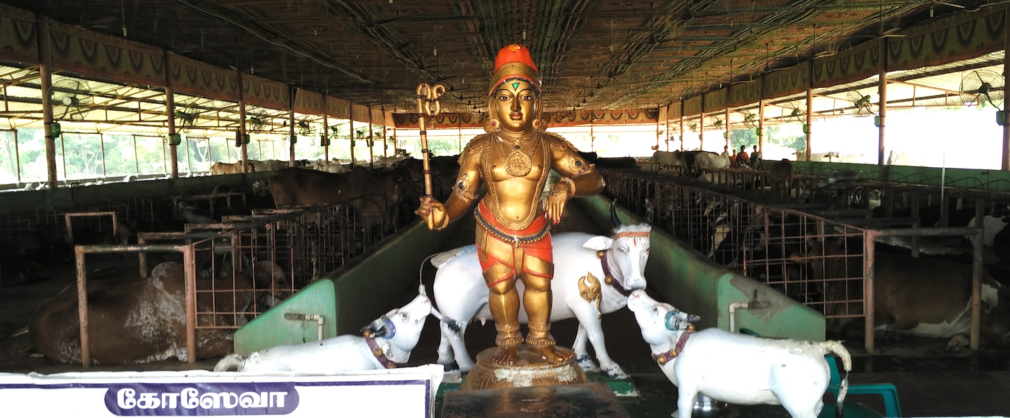 Govindapuram Go shala, Cows of Lord Krishna