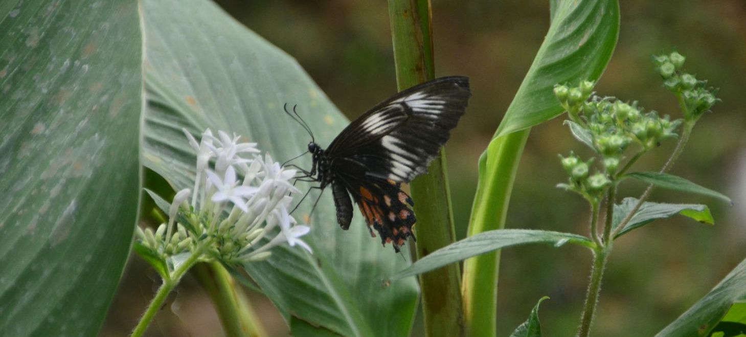Butterfly Park, places to visit in Bangalore