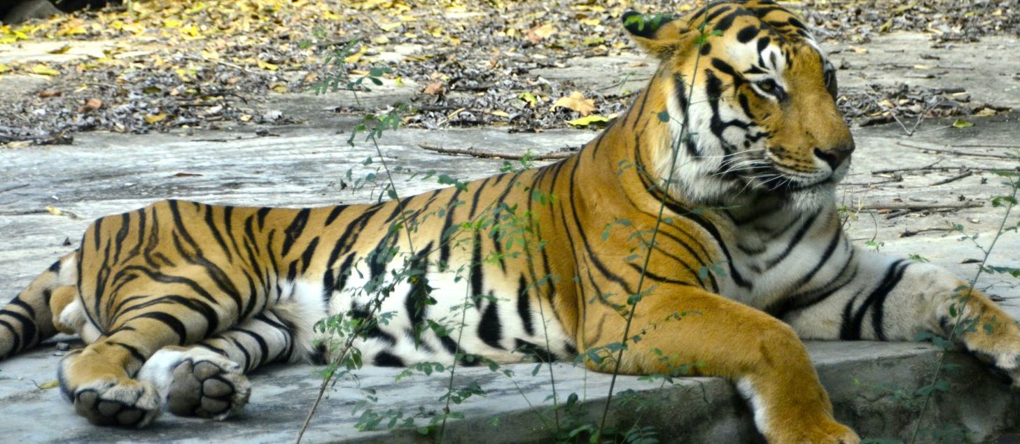 Tiger, Bannerghatta National Park