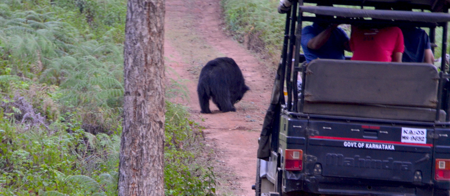 Sloth bear during Kgudi safari