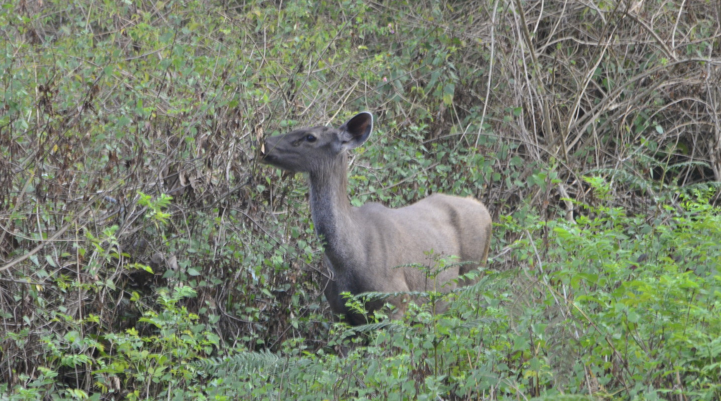 Sambhar deer, Kgudi safari