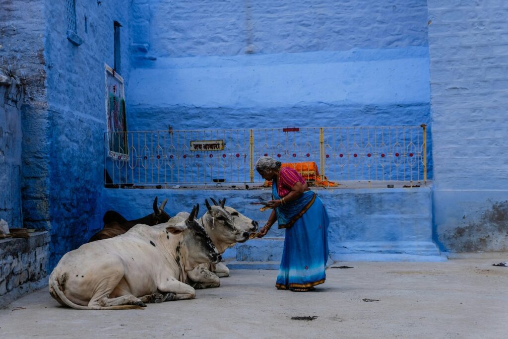 Lady feeding a cow, Planning India trip