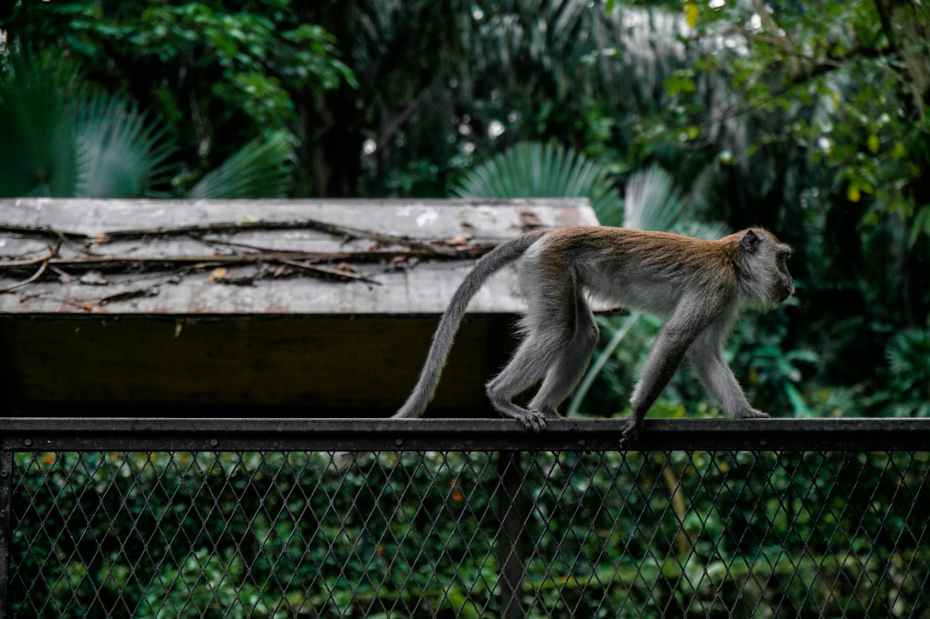 Sundarbans: World's Largest Mangrove Forest