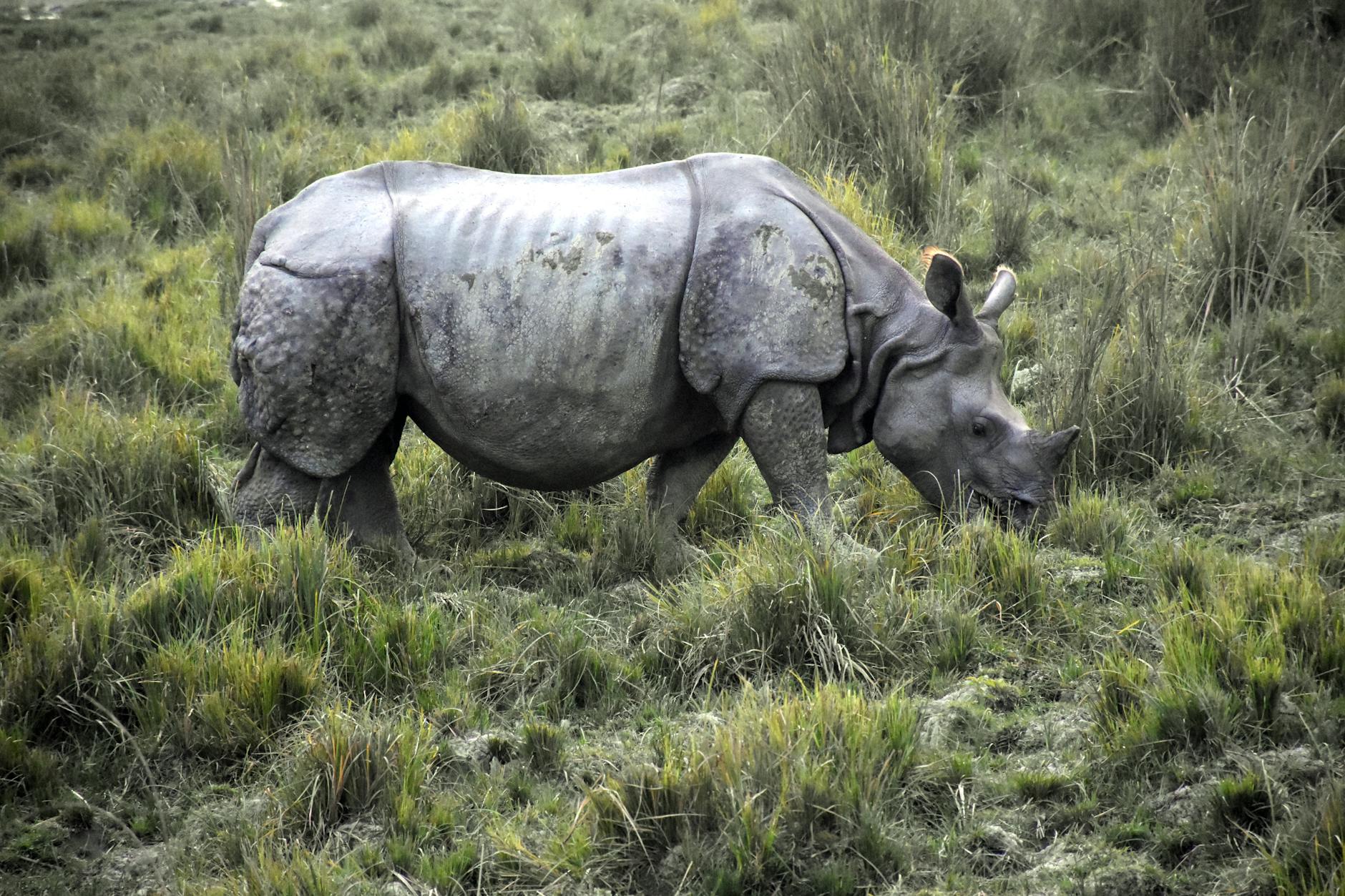 Kaziranga National Park: Protecting the One-Horned Rhino