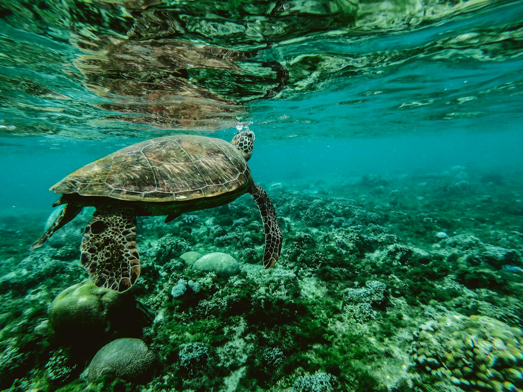 Andaman Islands: Marine Conservation Havens