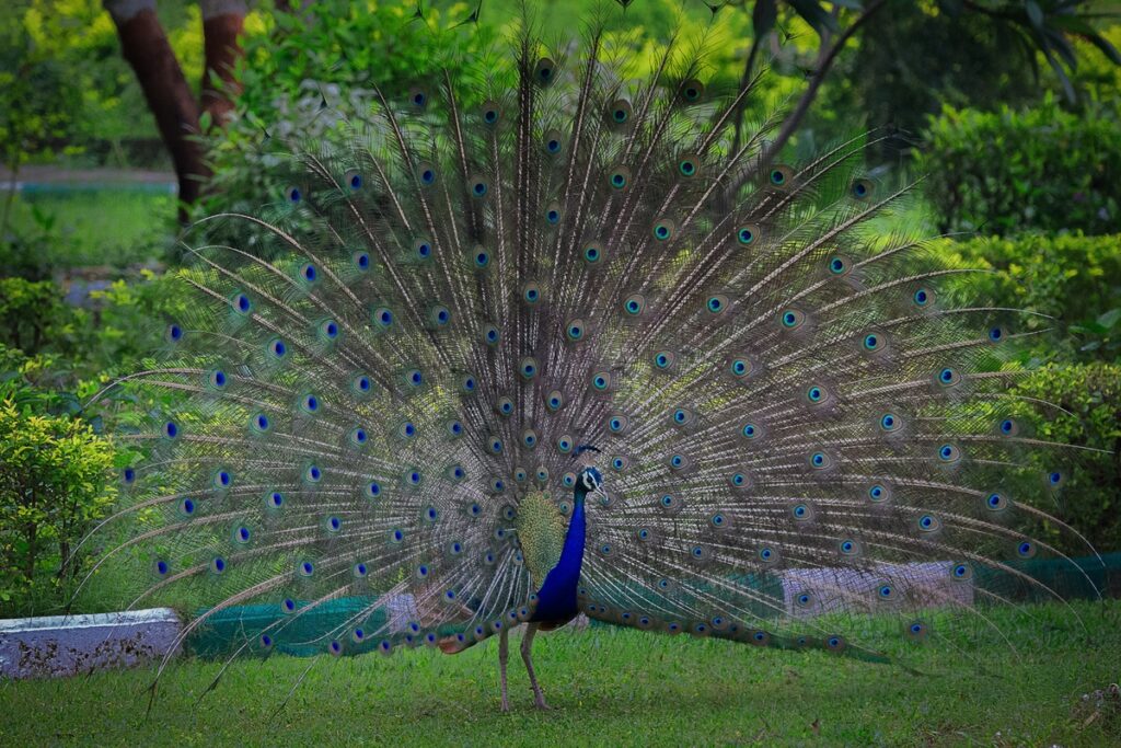 Peacock dancing in rain, Guide to Planning India Tour