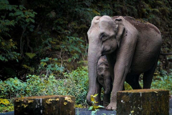 Indian elephant, best time to visit India