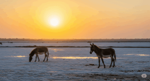 Runn of Kutch is one of the most breadth-taking landscapes in India to visit
